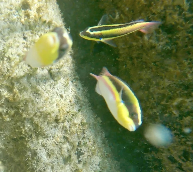 Cortez Rainbow Wrasse