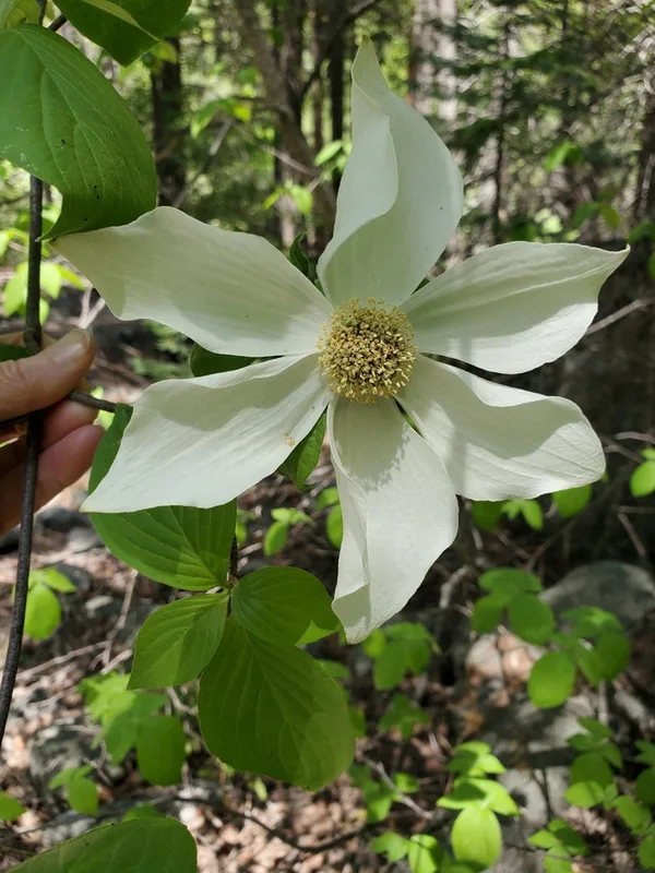Pacific Dogwood