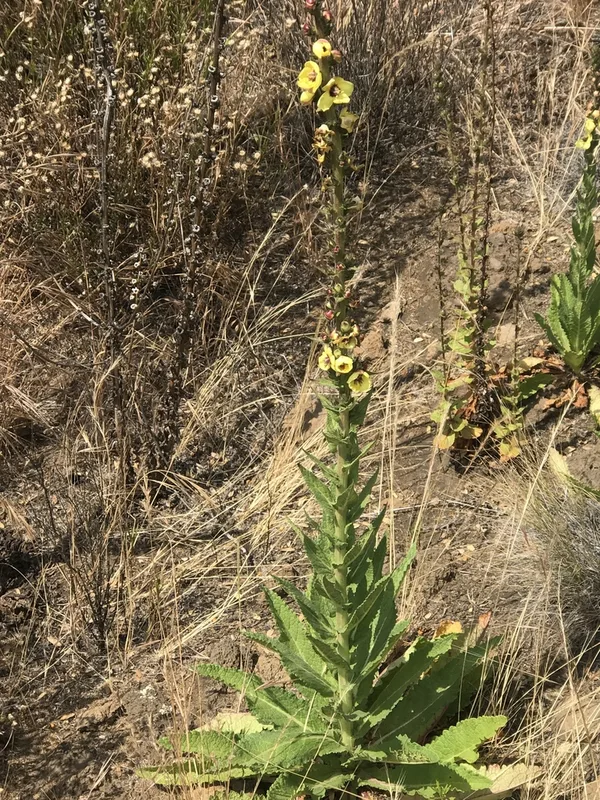 Wand Mullein