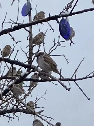 House Sparrow