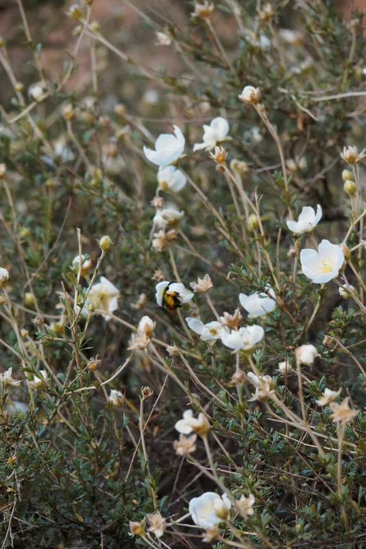 Apache plume