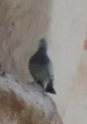Rock Pigeon
