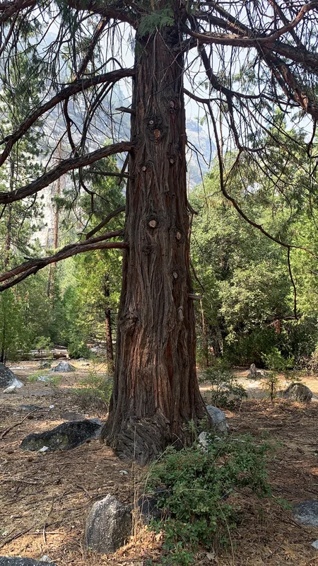 California incense-cedar