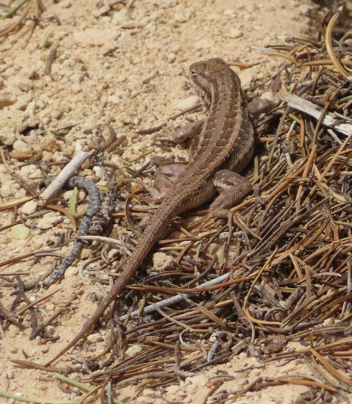 Common Sagebrush Lizard