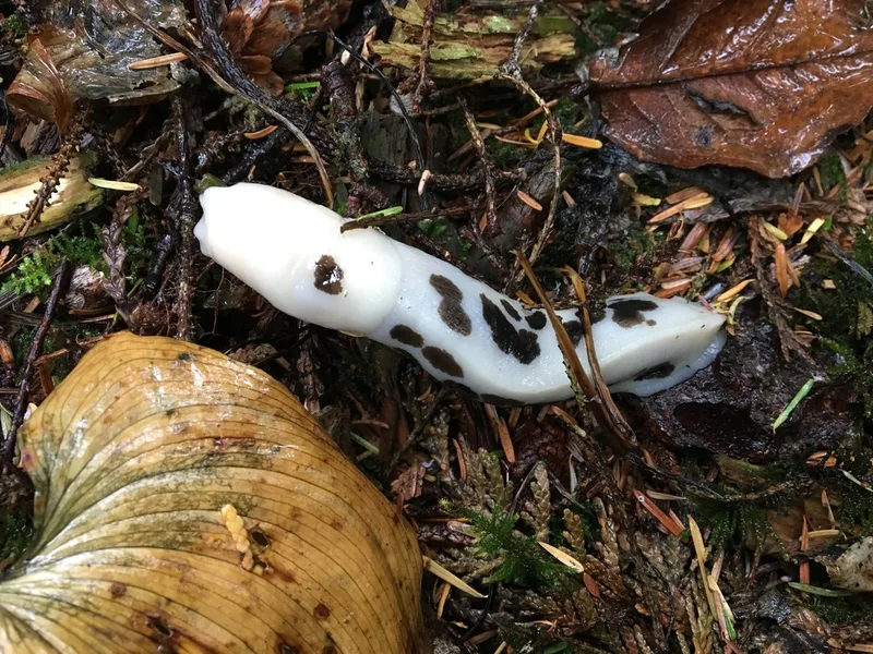 Pacific Banana Slug