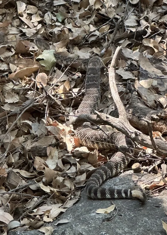 Western Rattlesnake