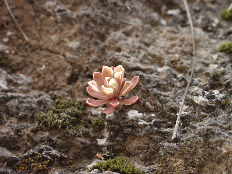 Aeonium spathulatum