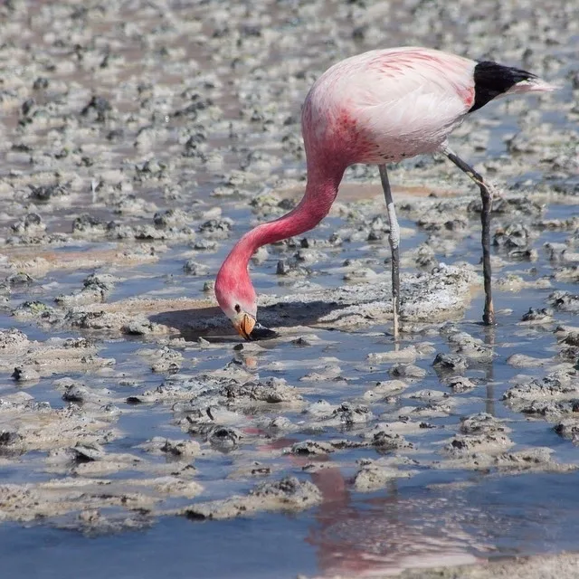 Andean Flamingo