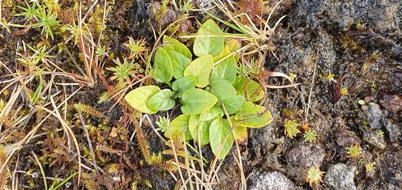 common selfheal