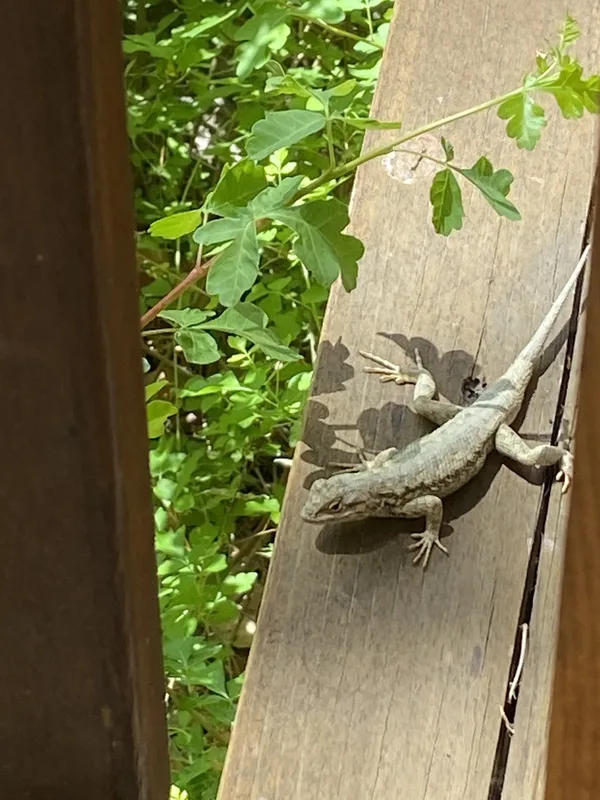 Plateau Fence Lizard