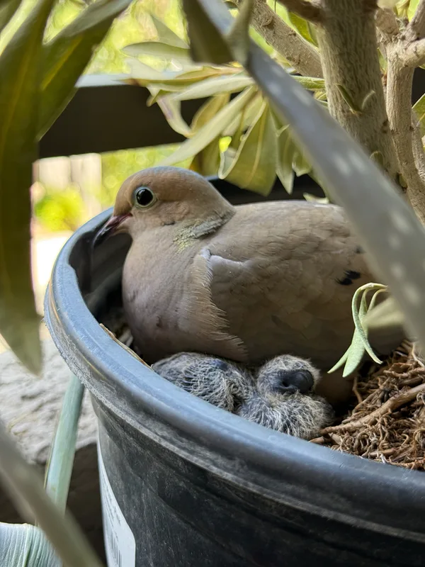 Mourning Dove