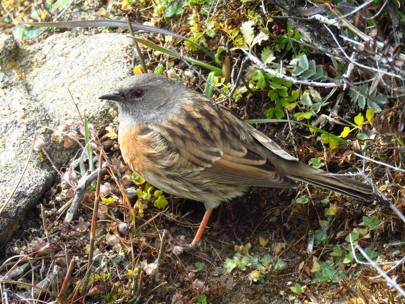 Robin Accentor