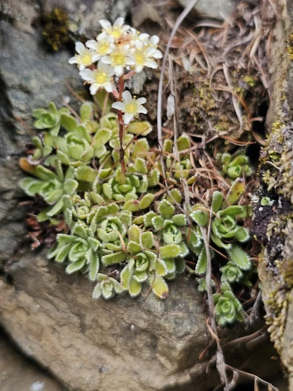 Livelong Saxifrage