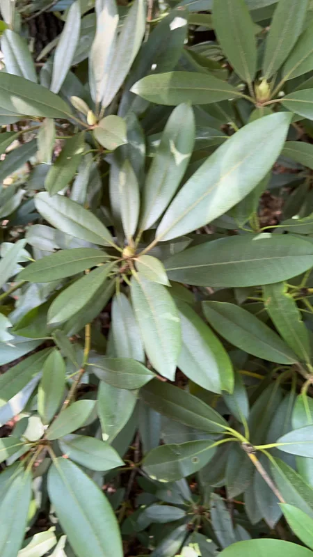 great rhododendron
