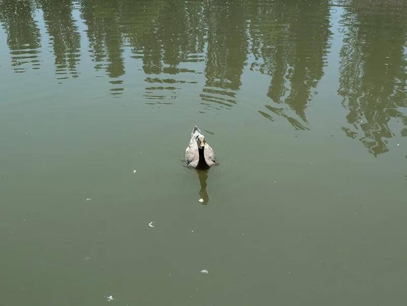Bar-headed Goose