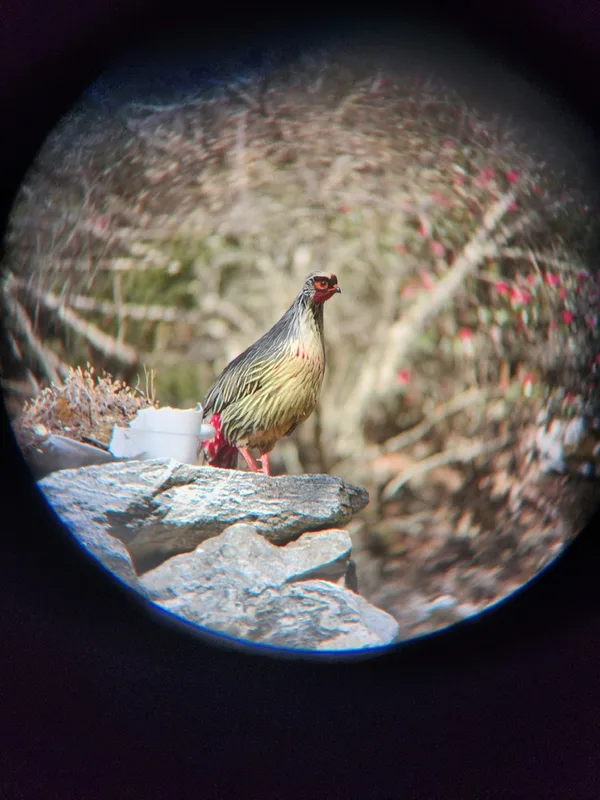 Blood Pheasant