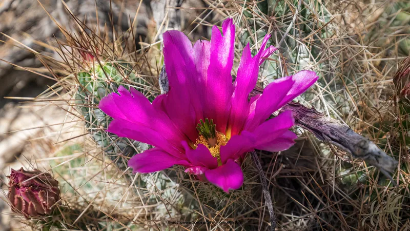strawberry hedgehog cactus
