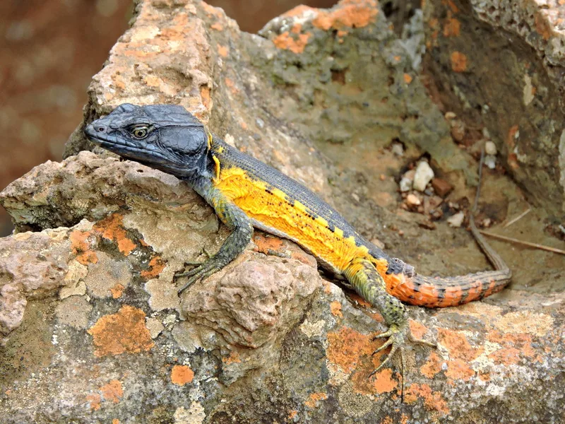 Highveld Crag Lizard