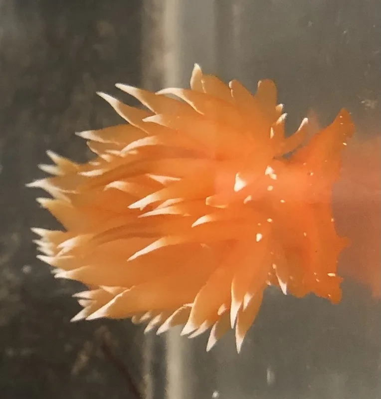 golden dirona