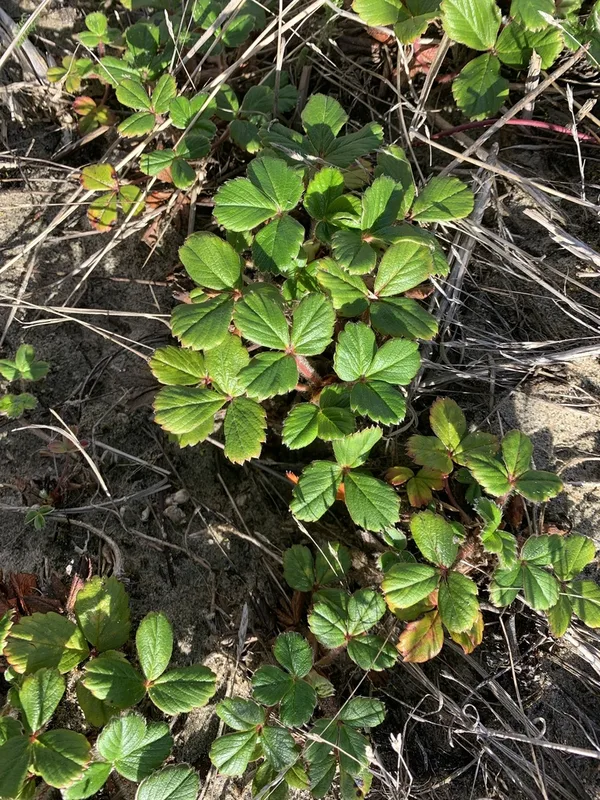 beach strawberry