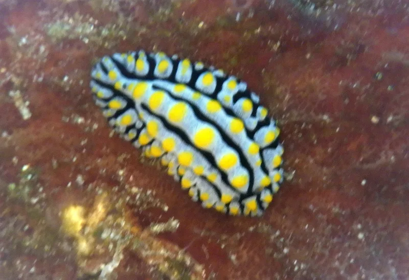Varicose Wart Slug