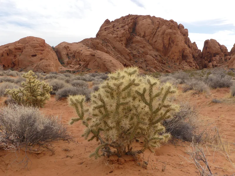 Silver Cholla