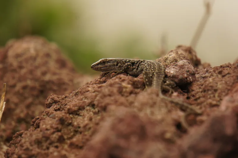 Italian Wall Lizard