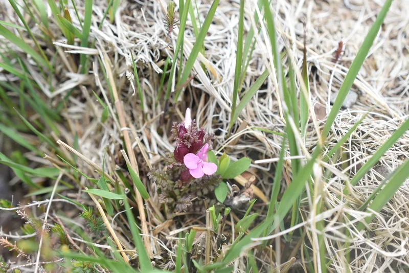 Common Lousewort