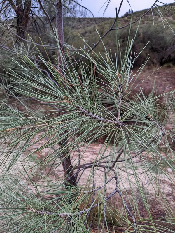gray pine