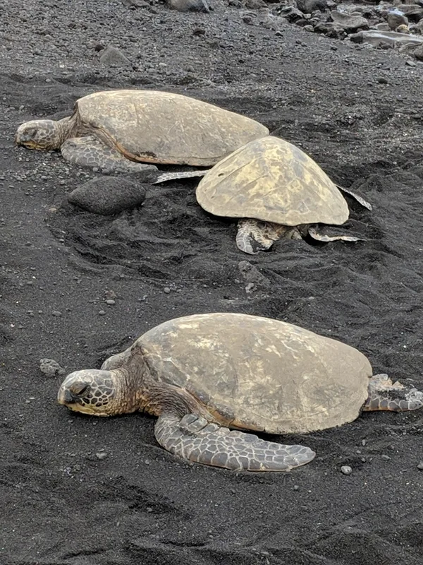 Green Sea Turtle
