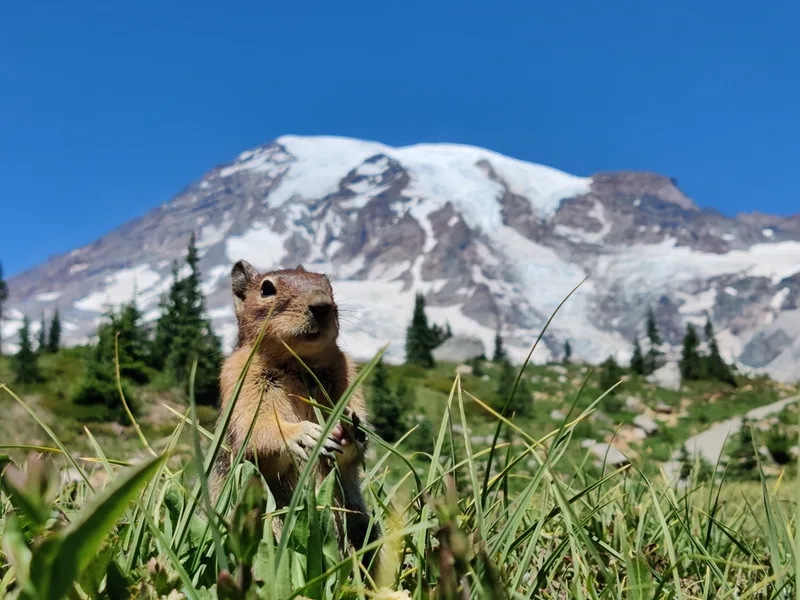 Cascade Golden-mantled Ground Squirrel
