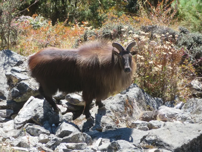 Himalayan Tahr