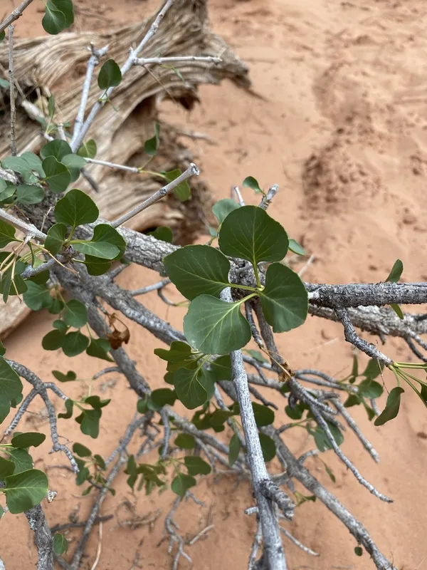 single-leaf ash