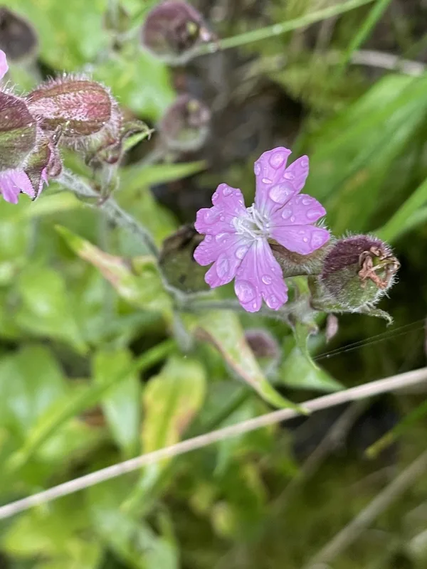 red campion