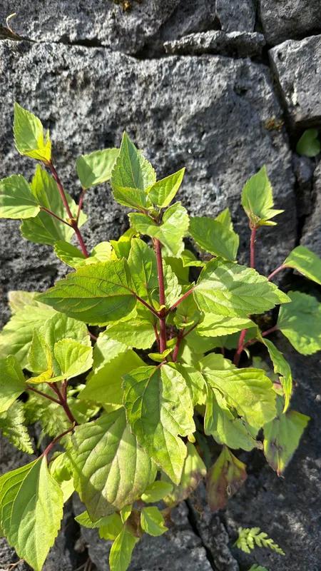 Crofton Weed
