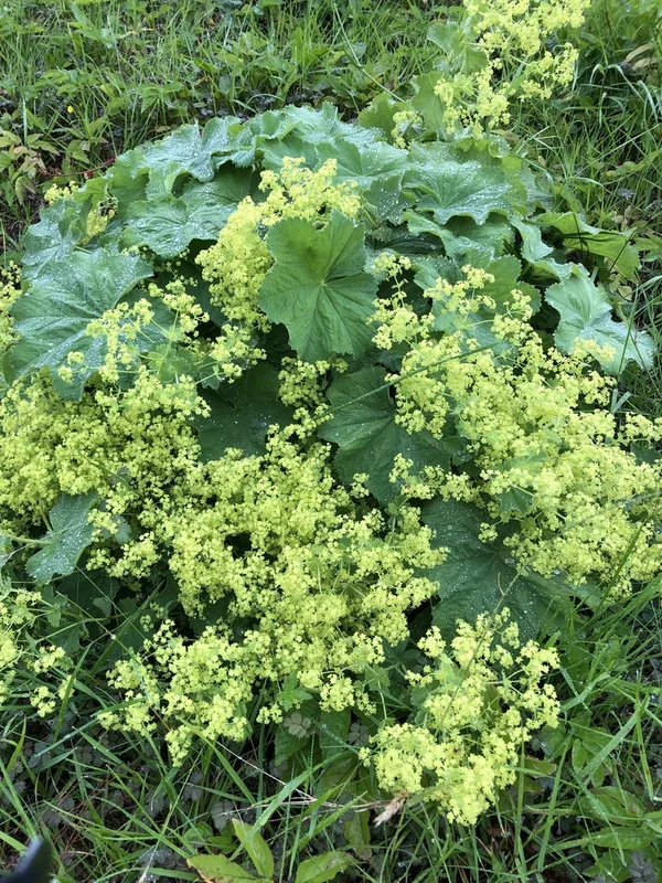 Garden Lady's-mantle
