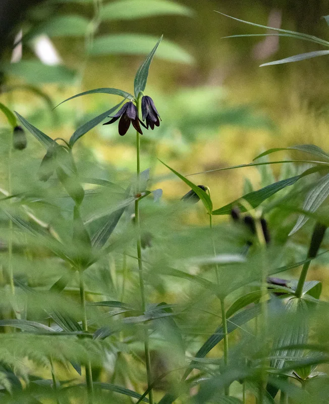 Rice root