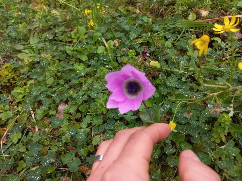 peacock anemone