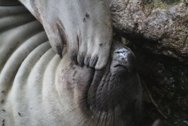 Northern Elephant Seal