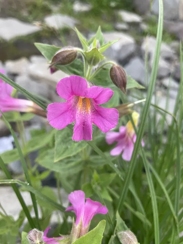 Lewis' monkeyflower