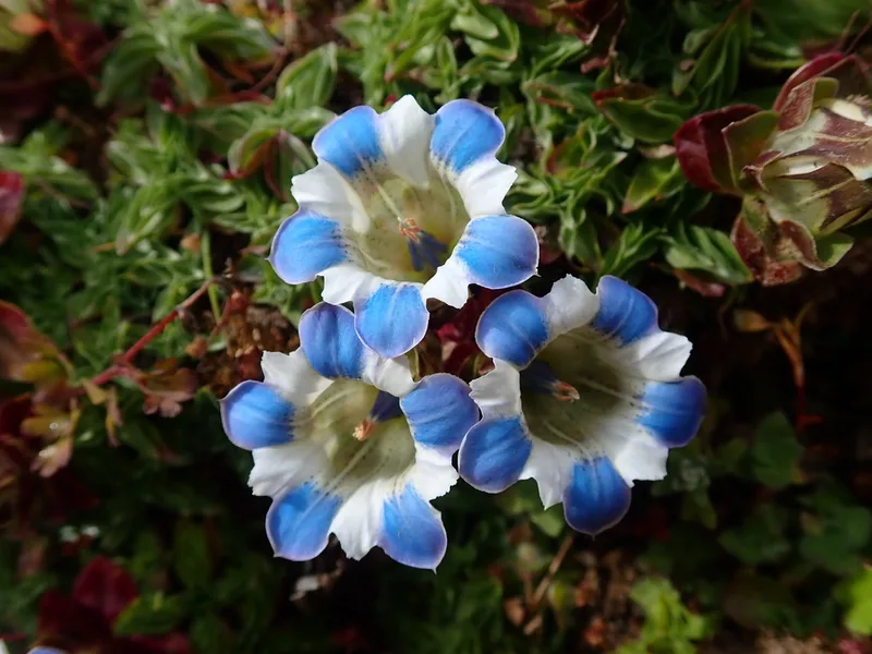 Gentiana depressa