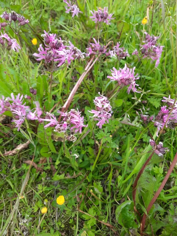 ragged-robin