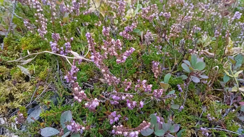 common heather