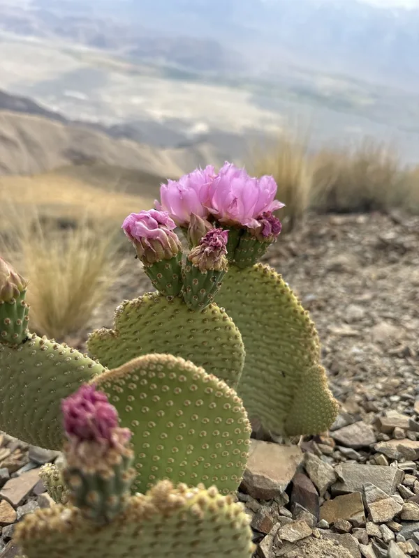 Beavertail Pricklypear