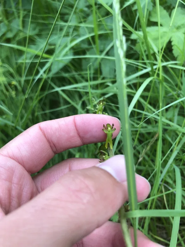 Common Twayblade