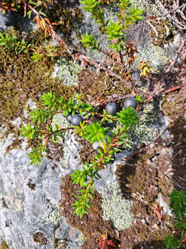 black crowberry