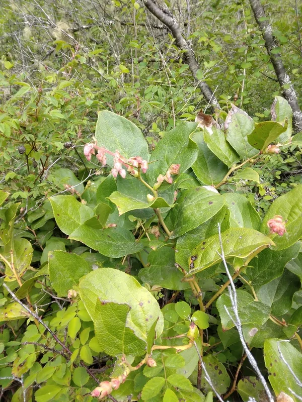 salal