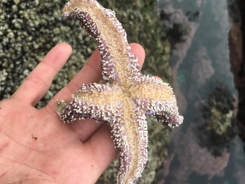 Ochre Sea Star