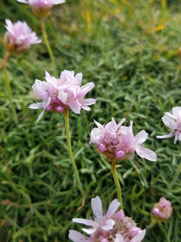 Sea Thrift