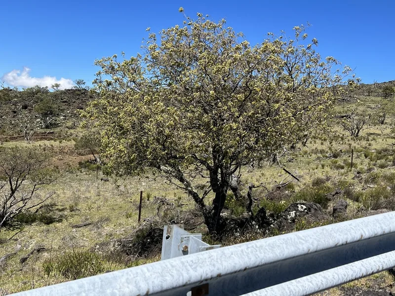 Māmane